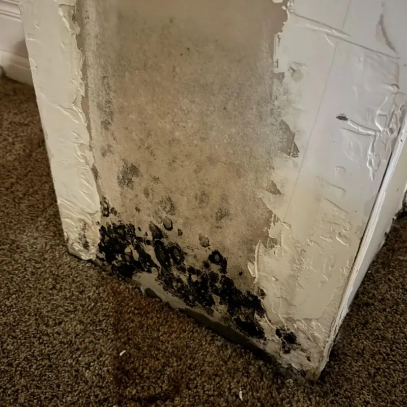 Professional Mold Removal in Ventura, CA